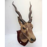 HUNTING TROPHY, ANTELOPE HEAD MOUNTED ON A WOODEN SHIELD