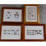 Selection of framed Edwardian prints of butterflies