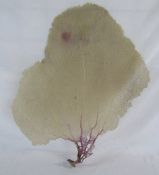 Large piece of fan coral size approx 50 cm x 60 cm