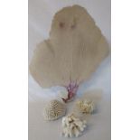 Large piece of fan coral size approximately 50 cm x 60 cm and 3 additional pieces of coral