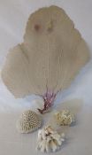 Large piece of fan coral size approximately 50 cm x 60 cm and 3 additional pieces of coral