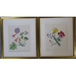Pair of framed watercolours of flowers possibly by Mary or Dora Gibbons or their mother 29 cm x 34