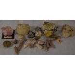 Rock samples, fossils & shells