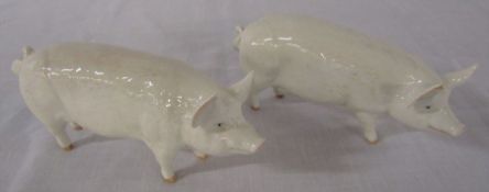 Beswick CH Wall CH boy 23rd pig and CH Wall Queen sow