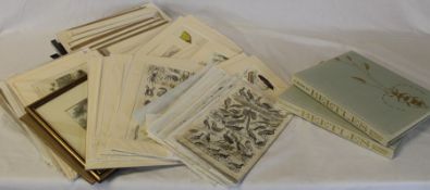 Quantity of mainly 19th century book plates depicting birds, insects and mixed animals, some hand-