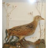 Cased taxidermy corncrake with remains of label on reverse "E C Clayton, Picture Framer and Bird