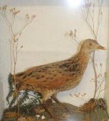 Cased taxidermy corncrake with remains of label on reverse "E C Clayton, Picture Framer and Bird