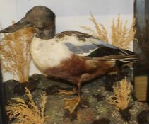 Cased taxidermy Shoveler duck