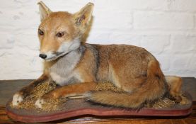 Recumbent taxidermy fox