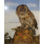 Cased taxidermy tawny owl