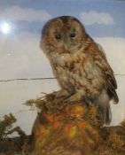 Cased taxidermy tawny owl