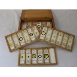 Cased set of 4 trays of named glass microscope slides containing mainly honey bee specimens prepared