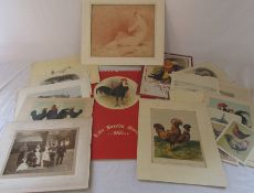 Rare Breeds Society calendar 1981, various prints and engravings of cattle and poultry etc