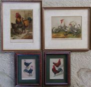 4 engravings / prints relating to poultry inc Partridge Cochins, Silver Spangled Hamburghs & Red