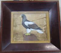 19th century Indian School watercolour of a vulture 35.5 cm x 32 cm (size including frame)