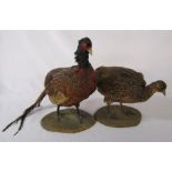 2 taxidermy pheasants on wooden bases