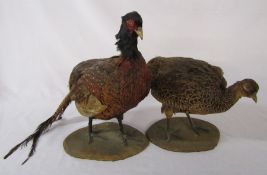 2 taxidermy pheasants on wooden bases
