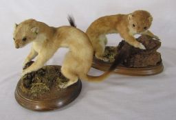 2 taxidermy stoats on wooden bases