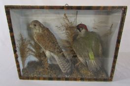 Cased taxidermy sparrow hawk and a woodpecker L 49 cm, H 38 cm, W 13 cm