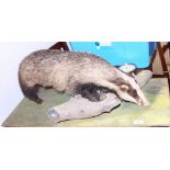 A taxidermy badger
