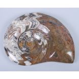 A cut and polished ammonite, 12" dia