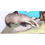 A taxidermy badger