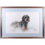 Nikki: a pastels sketch of a wire haired dachshund, "Bugsy", 13" x 21", in gilt strip frame