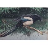 Allan William Seaby: a woodcut, "Magpie in pine tree", 12 1/2" x 9 1/4", in strip frame