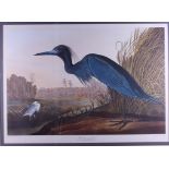 After Audubon: a colour print, "Blue Crane or Heron", 21" x 29", in wash line mount and gilt strip