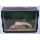 A preserved stoat and rabbit, in case, 18" wide
