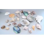 A collection of tropical and other shells