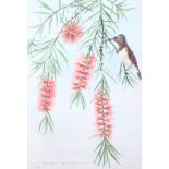 Leslie Greenwood: three watercolours, "Bottle brush tree and Sun bird", 14" x 9 1/2", in strip