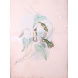 Three coloured prints, hummingbirds and flowers, 19" x 14", in gilt frames