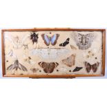 A White Witch moth, an Atlas moth, a pair of Lo moths and a collection of other insects, mounted