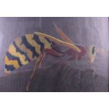 A pastel study of a wasp on a dark ground, 22 1/2" x 32", in strip frame