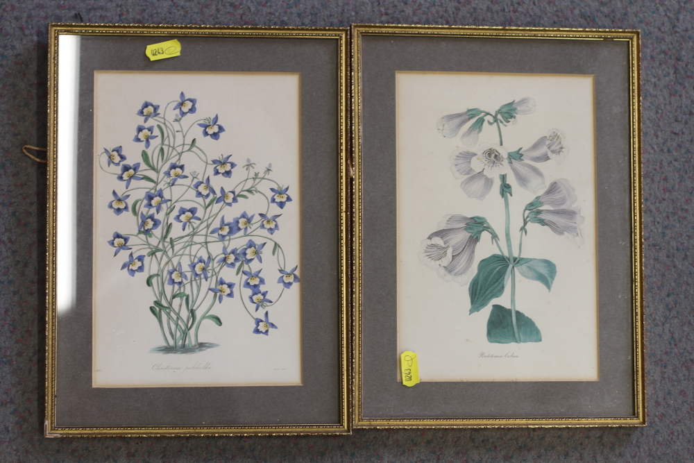 A set of eight 19th century botanical prints and one other similar print, in strip frame - Image 3 of 4