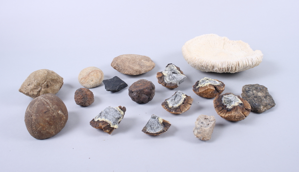 A quantity of fossil samples