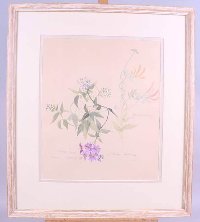 Vernon Ward: watercolours, study of a potato plant and honeysuckle, 15" x 13", in strip frame - Image 2 of 4
