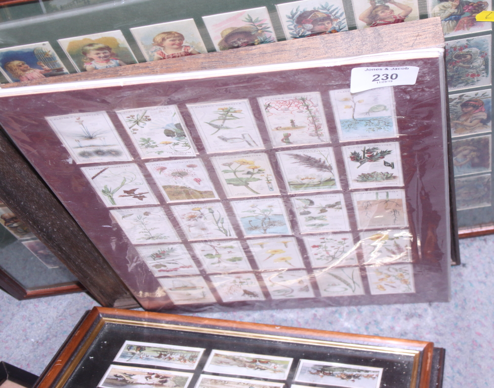 A quantity of framed cigarette cards, including football players, ancient artefacts and other - Image 4 of 6
