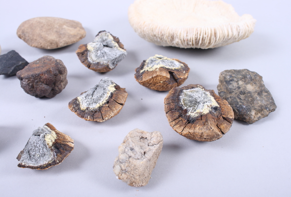 A quantity of fossil samples - Image 2 of 3