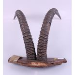 A pair of sabre antelope horns, mounted on a wooden plaque. 13 1/2" wide