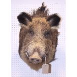 Taxidermy: a wild boar's head, 13" wide