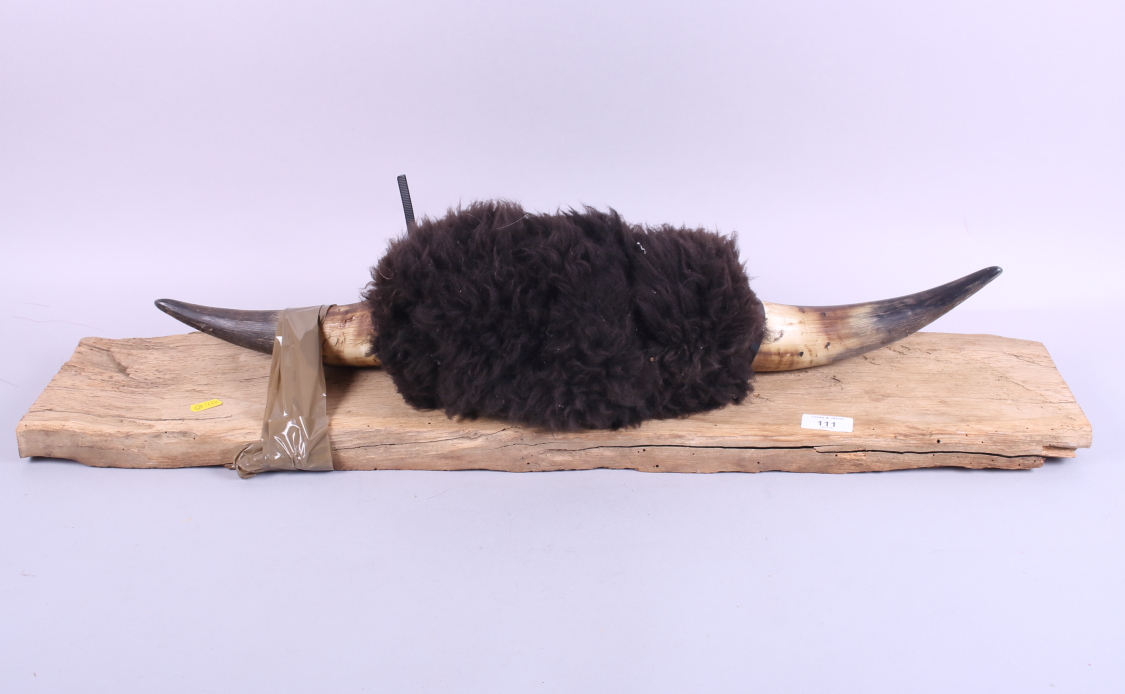 A pair of cow horns, mounted on a wooden plaque, 32" wide