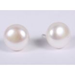 A pair of cultured pearls, mounted on white metal ear studs, butterfly clips stamped 925