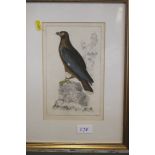 A collection of 19th century hand-coloured prints / book plates, birds and butterflies and