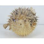 A taxidermy Puffer fish in inflated form, approx 14cm dia.