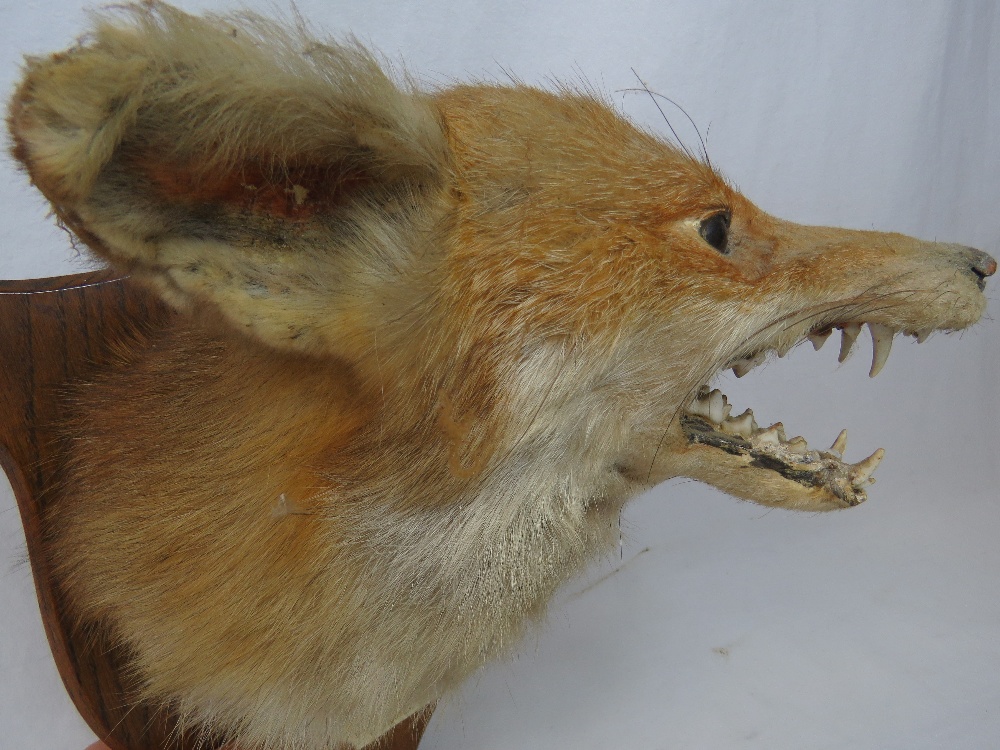 A taxidermy specimen of a fox's mask, on - Image 4 of 4