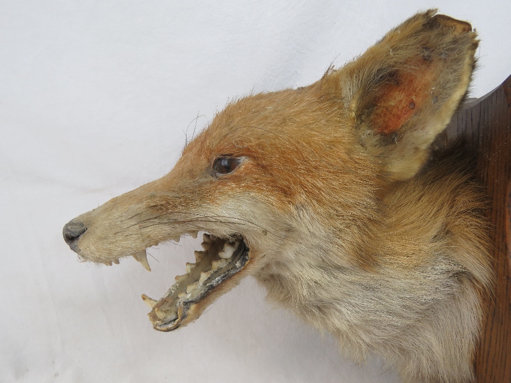 A taxidermy specimen of a fox's mask, on - Image 3 of 4