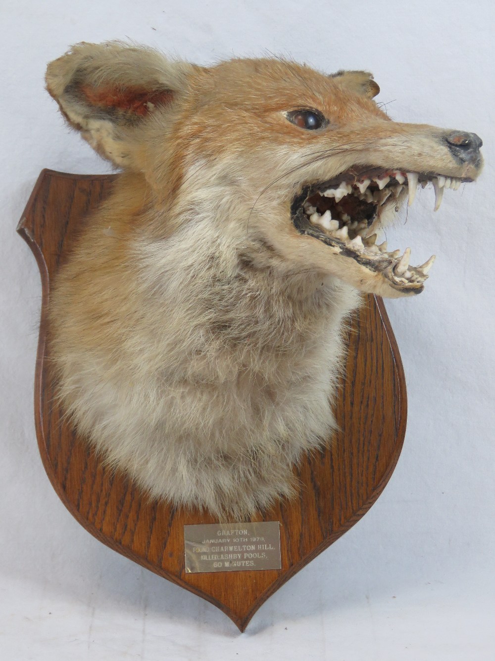 A taxidermy specimen of a fox's mask, on