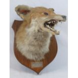 A taxidermy specimen of a fox's mask, on